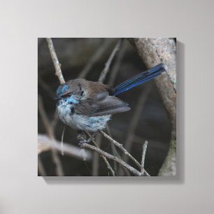 Toile Superbe Fairy-wren Bird Australie