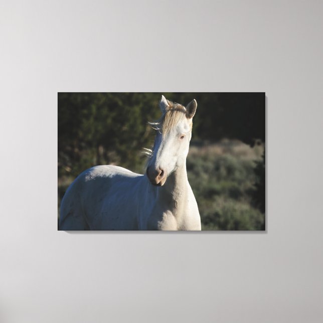 Toile Survivor ~ Wild Iconic Stallion de Steens Canvas (Recto)