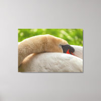Swan dormant