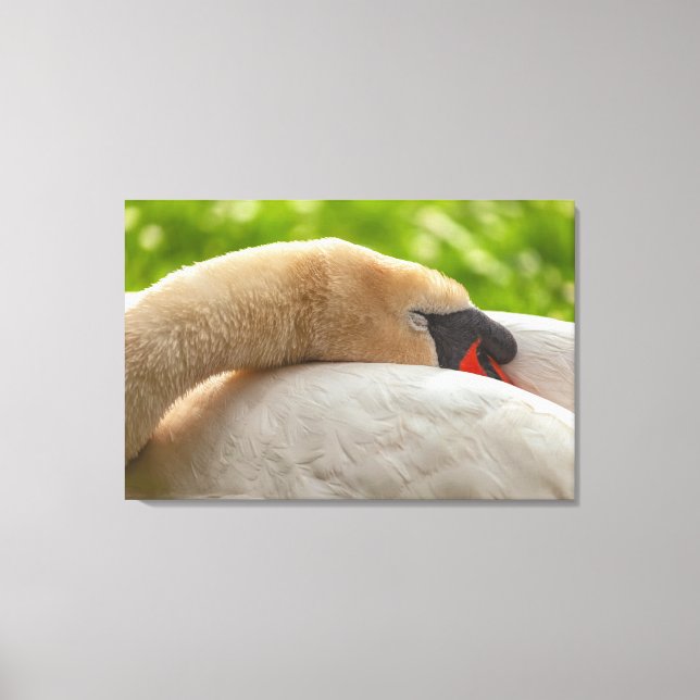 Toile Swan dormant (Recto)