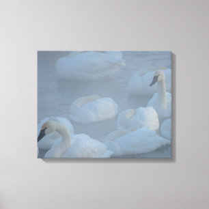 Toile Swans In Morning Fog - Photographie de la faune