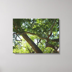 Toile Sycamore Tree Nature verte