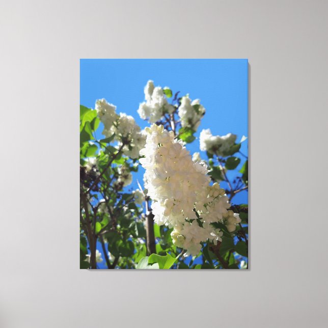 Toile Syringa, Arbre à fleurs blanc Lilac (Recto)