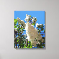 Syringa, Arbre à fleurs blanc Lilac