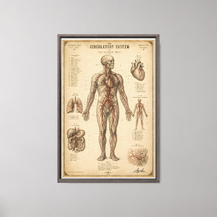 Toile Système Circulatoire Anatomique Vintage