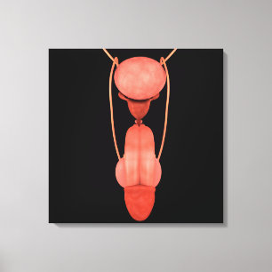 Toile Système de reproduction chez les hommes humains 5