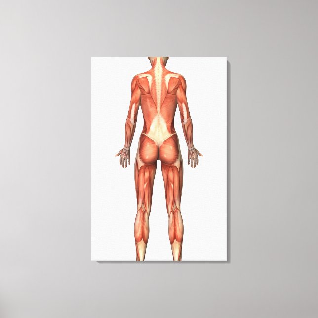 Toile Système musculaire féminin, Vue arrière (Recto)