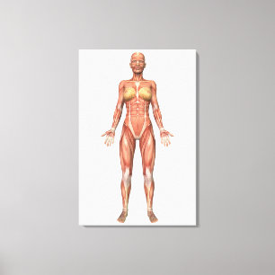 Toile Système musculaire féminin, Vue avant