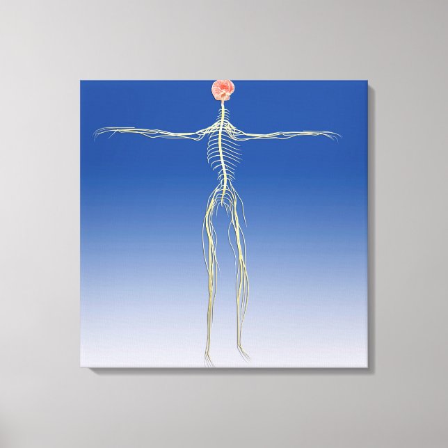 Toile Système nerveux central avec cerveau humain (Recto)