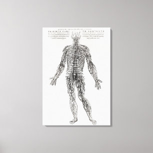 Toile Système nerveux (copie de b/w)