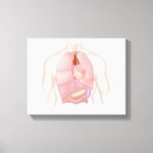 Toile Système Respiratoire Et Digestif Humain