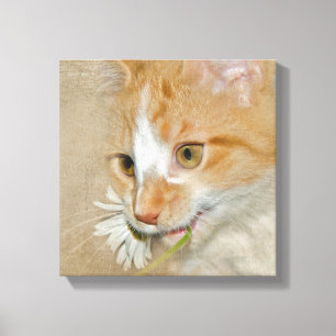Toile Tabby chaton avec marguerite