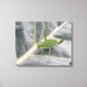 Toile Tablette Macro Cricket Vert Imprimer