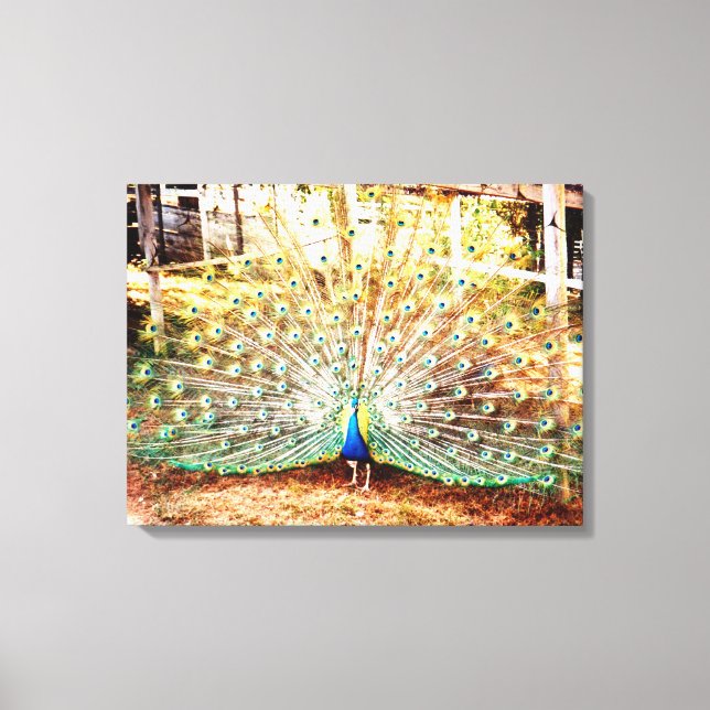 Toile Tablette Peacock étirée (Recto)