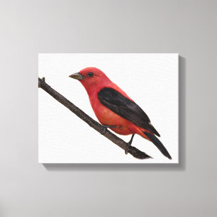 Toile Tanager d'écarlate sur la branche