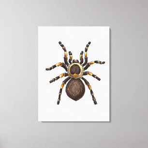 Toile Tarantula