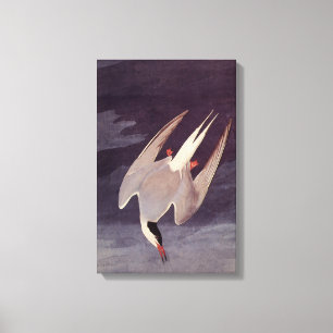 Toile Terne arctique par John James Audubon, Oiseaux Vin