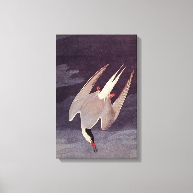 Toile Terne arctique par John James Audubon, Oiseaux Vin (Recto)