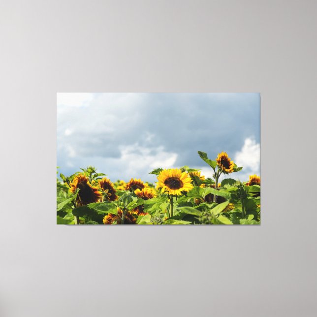 Toile Terrain de tournesol (Recto)