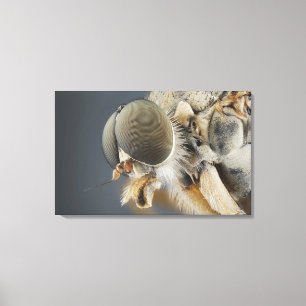 Toile Tête de la mouche