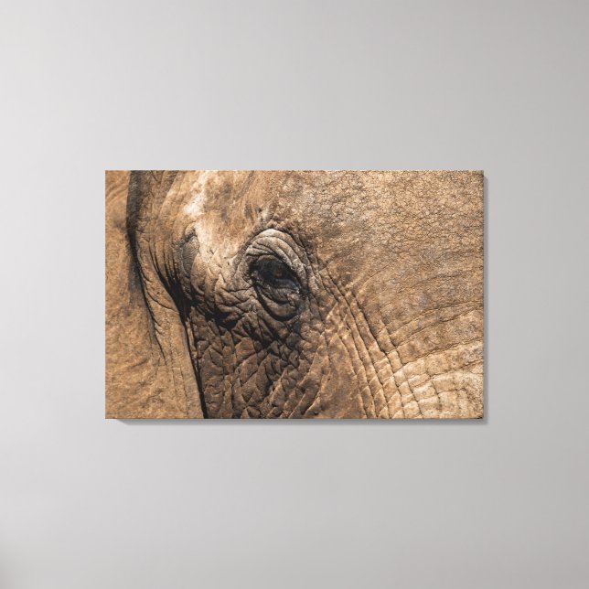 Toile Tête d'un éléphant (Recto)