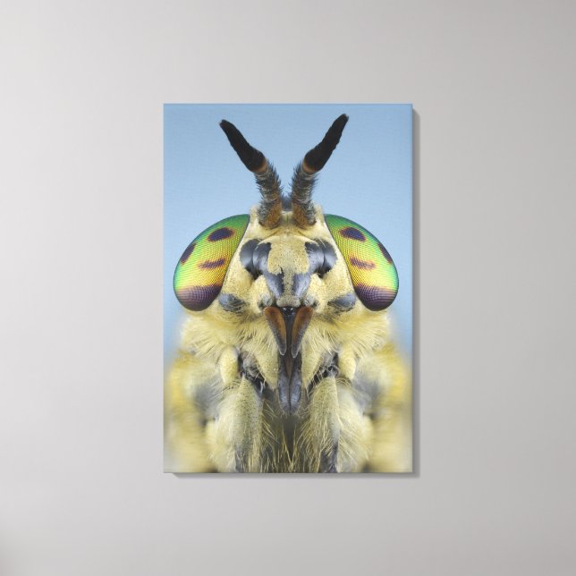 Toile Tête d'une mouche de cerfs (Recto)