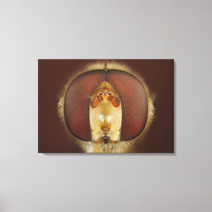 Toile Tête et yeux composés d'une mouche