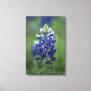 Toile Texas Bluebonnet