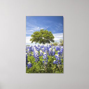 Toile Texas bluebonnets (lupinus texensis) et chêne
