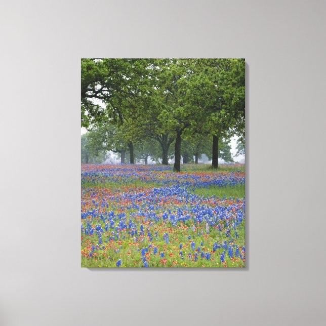 Toile Texas, Texas Hill Country, Texas Paintbrush (Recto)