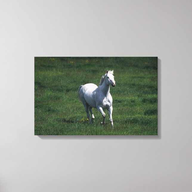 Toile Thoroughbred Mare (Recto)