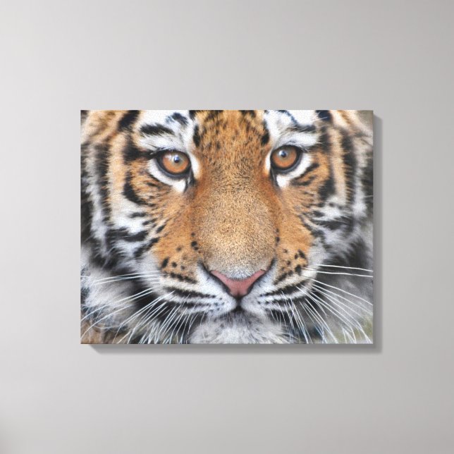 Toile Tiger petit visage (Recto)