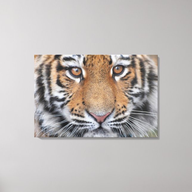 Toile Tiger petit visage (Recto)