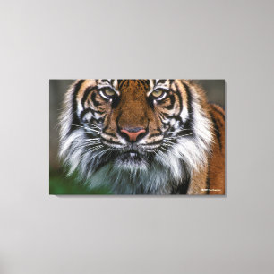 Toile Tiger tête et visage