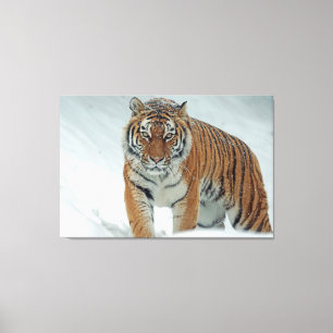 Toile Tigre