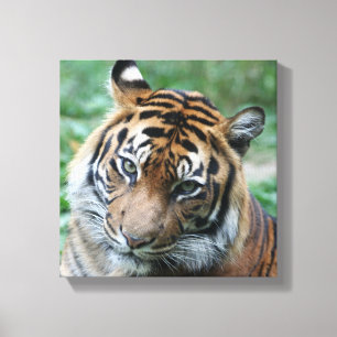 Toile Tigre 013