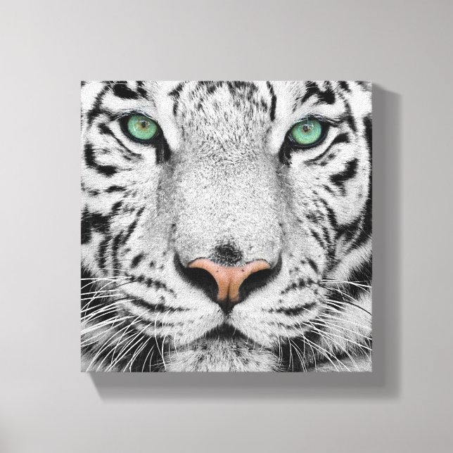 Toile Tigre blanc (Recto)