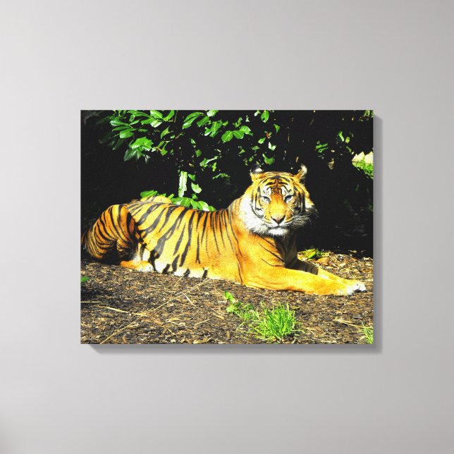 Toile Tigre de Sumatra (Recto)