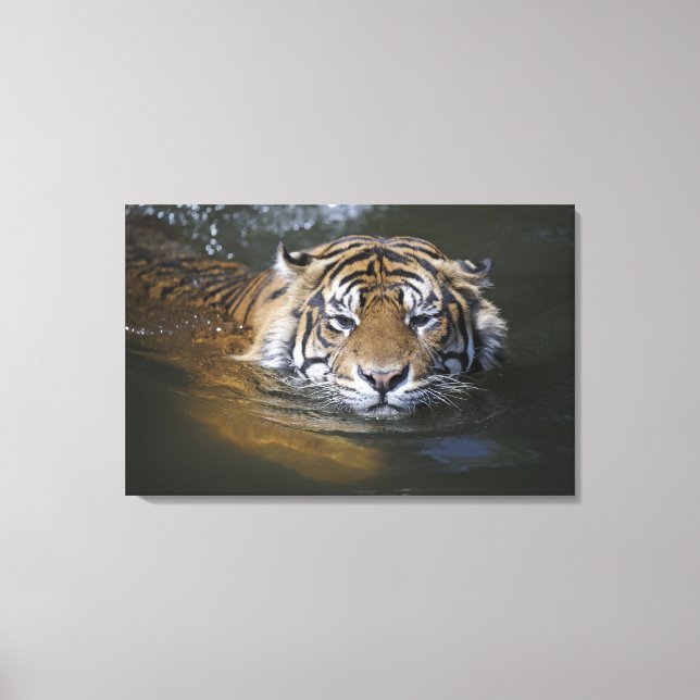 Toile Tigre de Sumatra, Panthera tigris sumatrae (Recto)