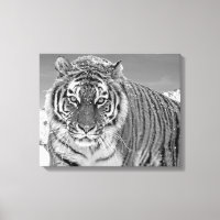 Tigre Noir Et Blanc Hiver Nature Photo Neige