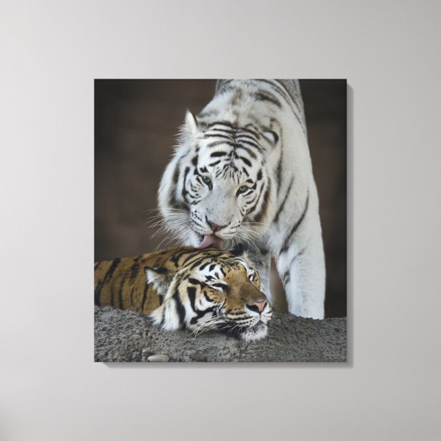 Toile Tigres blancs et Brown au repos (Recto)