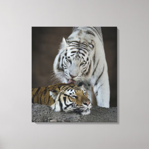 Toile Tigres blancs et Brown au repos