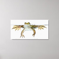 Tir d'une grenouille comestible surfacée devant un