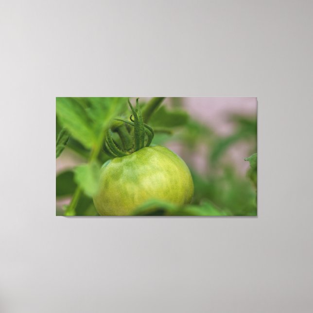 Toile Tomate verte (Recto)