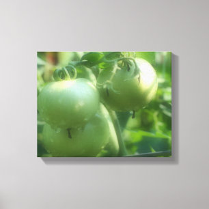 Toile Tomates Vertes Sur La Vigne