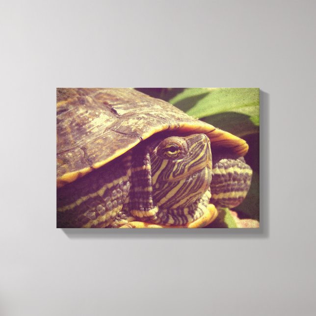 Toile Tortue (Recto)