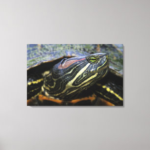 Toile Tortue à oreilles rouges, Trachemys scripta elegan