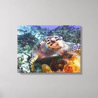 Toile Tortue Cuzumel #4