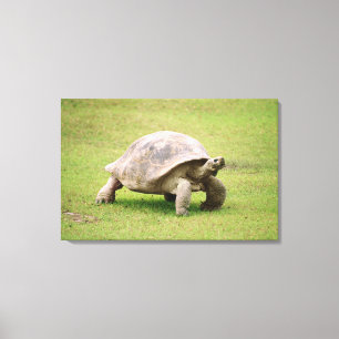 Toile Tortue géante marchant sur l'herbe