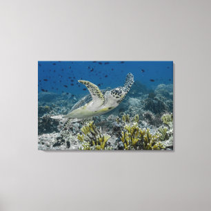 Toile Tortue imbriquée nageant
